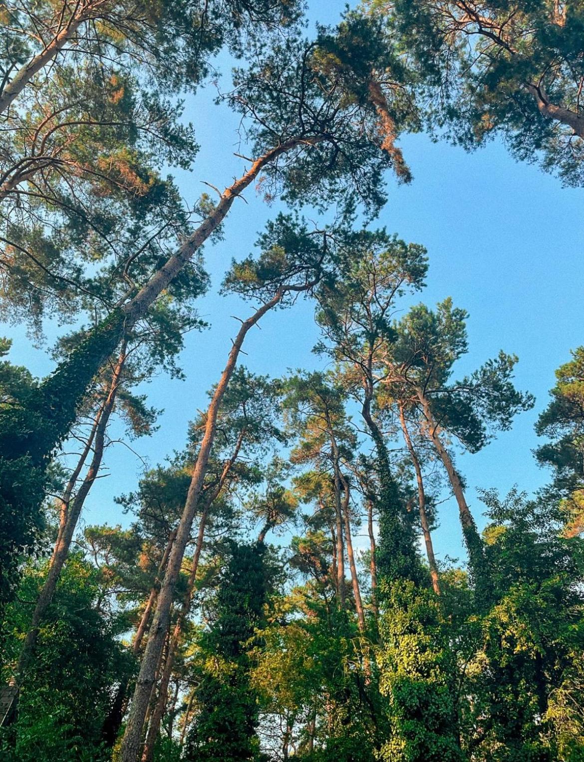 Boshuisje Pinus Sonnevijver Residences Lanaken Buitenkant foto