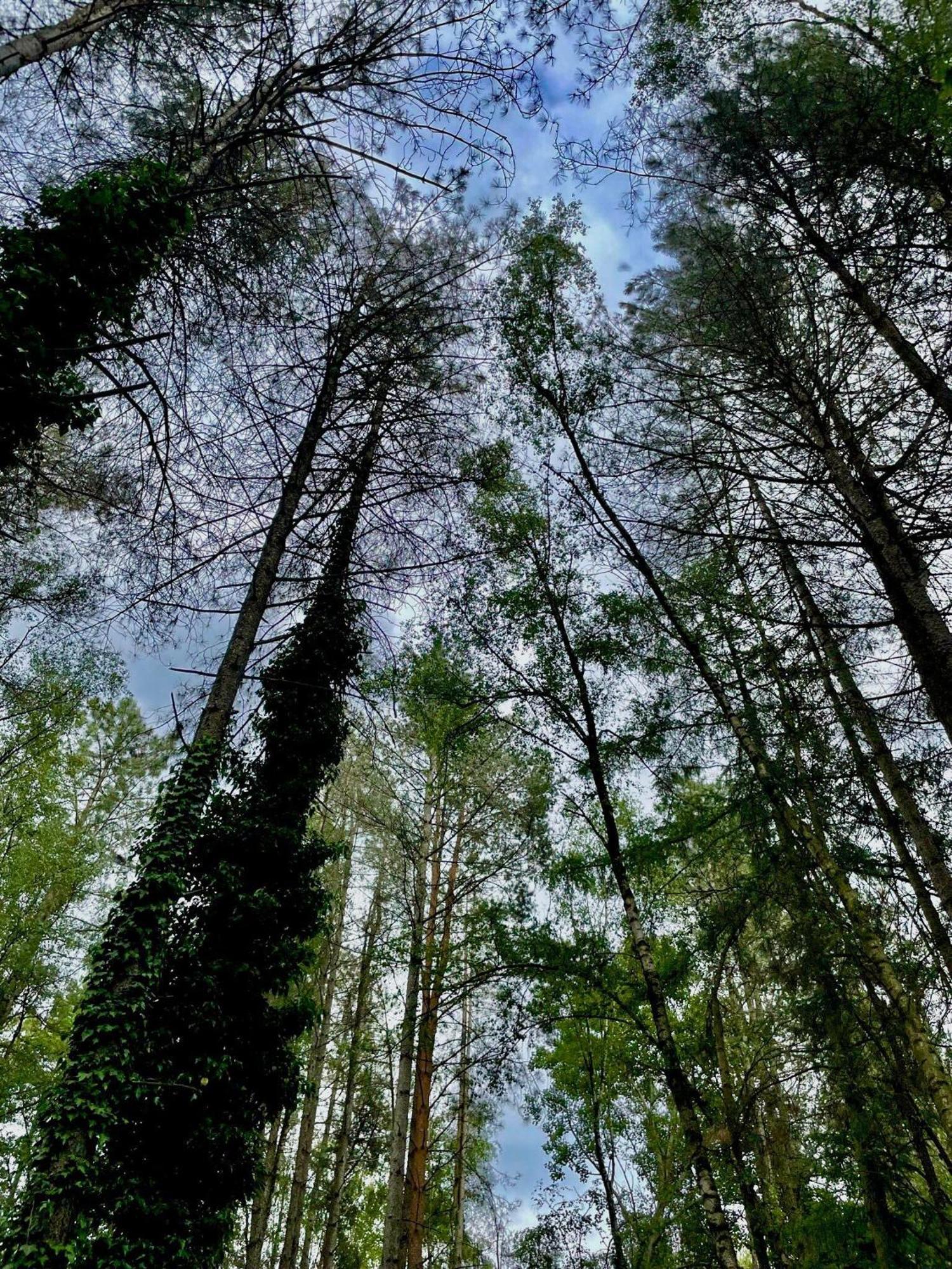 Boshuisje Pinus Sonnevijver Residences Lanaken Buitenkant foto