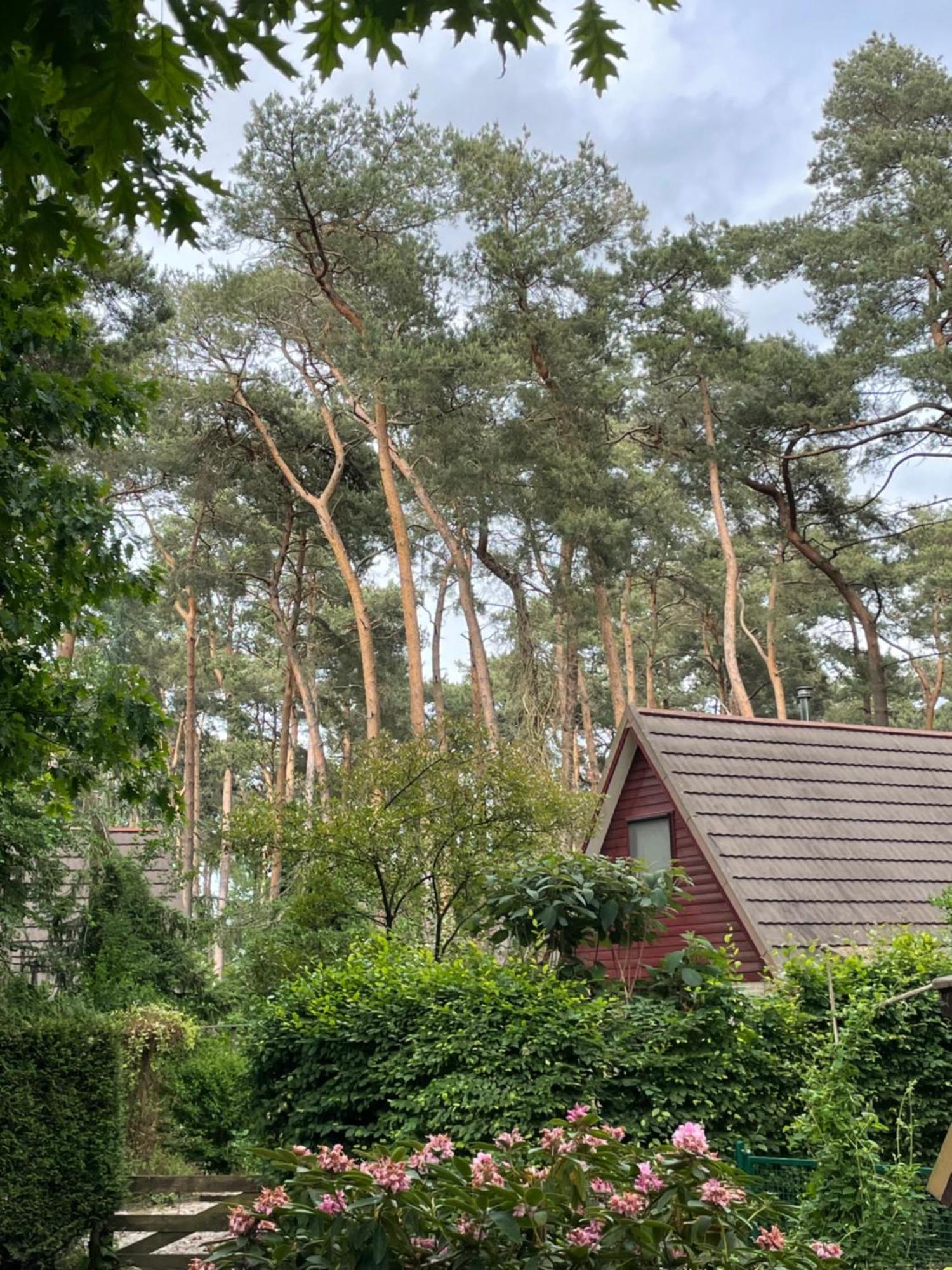 Boshuisje Pinus Sonnevijver Residences Lanaken Buitenkant foto